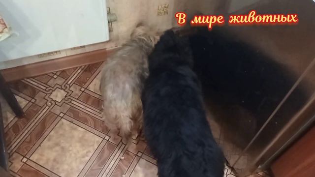 Как начинается утро у Кузи и Барона с Тиной. Опять спорят). смотреть онлайн