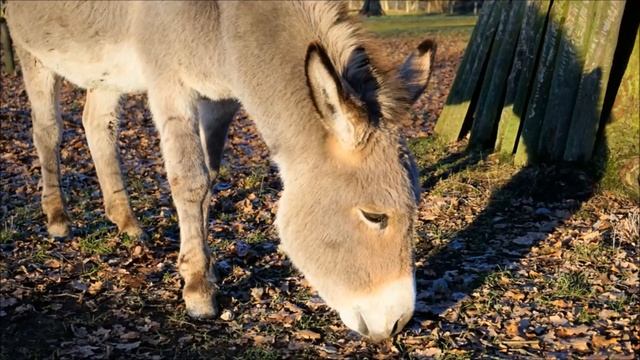 Звуки осла, голос осла, крик осла смотреть онлайн