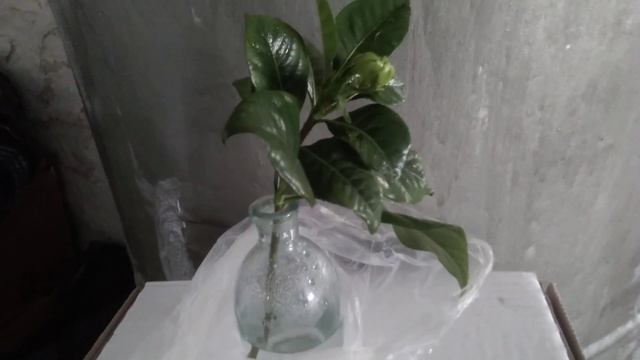 ГАРДЕНИЯ. Черенкование в воде. Нюансы. смотреть онлайн