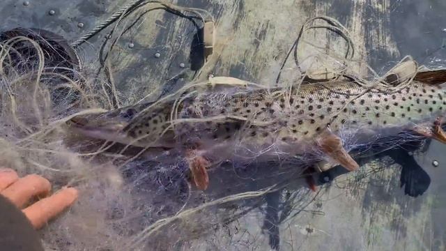 РЫБАЛКА СЕТЯМИ. ЛОВ ЩУКИ И КАРАСЯ. ДИКИЕ МЕСТА.