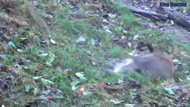 Патроны для Охоты. Пуля Хорнади V Max 223 REM  Валит  на  Повал.