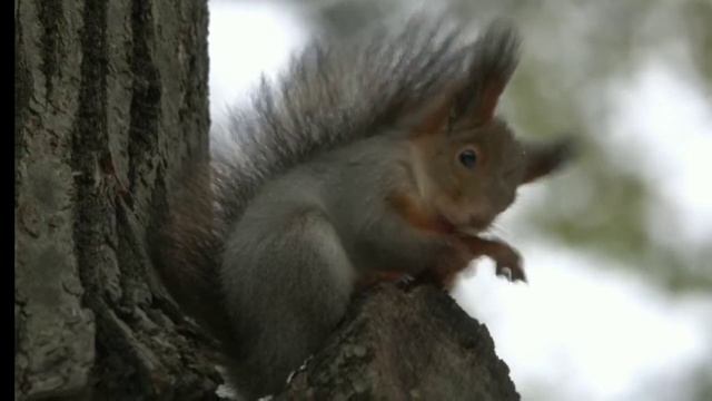 Бельчонок умывается / The sguirreI is washing смотреть онлайн