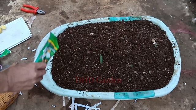 Recycling To Grow Water Spinach Semi-hydroponic