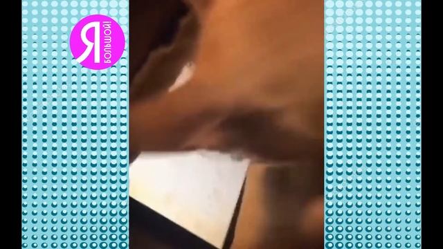 Funniest Animals смотреть онлайн