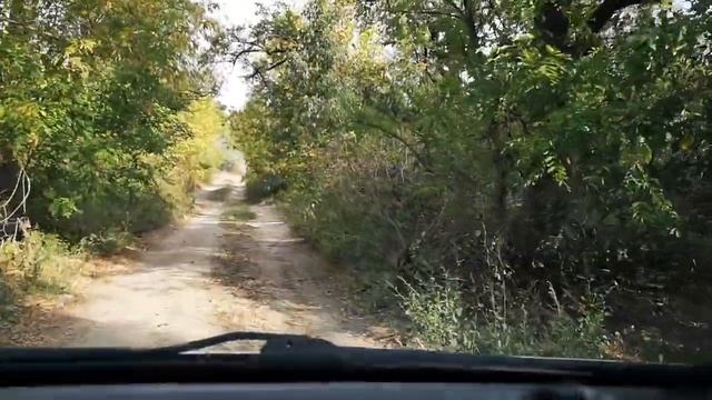 Как найти пятисотлетний дуб в лесу Великой Александровки смотреть онлайн