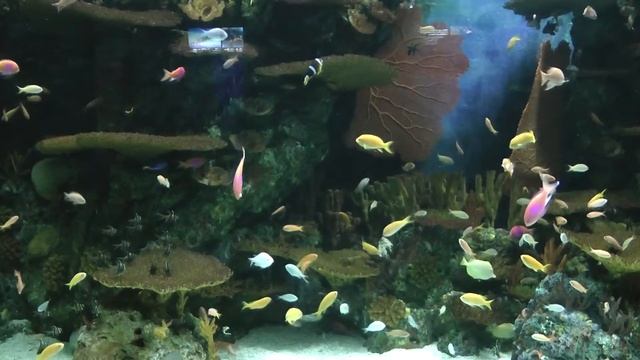 Океанариум в Шанхае смотреть онлайн