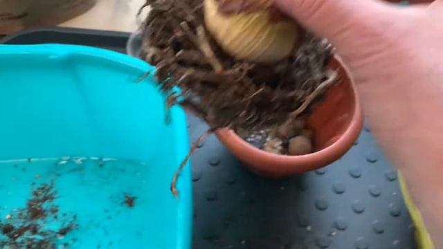 АМАРИЛЛИС ПРОСНУЛСЯ. ПОРА ПЕРЕСАЖИВАТЬ смотреть онлайн