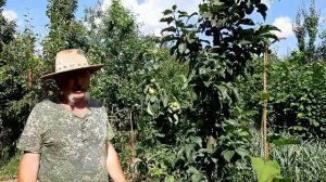 Колонновидная яблоня Президент обзор сорта