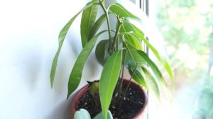 Вырастить манго из косточки дома возможно и очень просто! Двухмесячное манговое дерево.