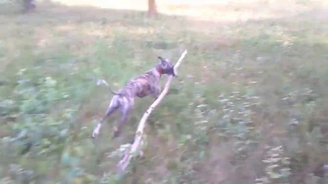Уиппет и деревце// Whippet and the little tree смотреть онлайн