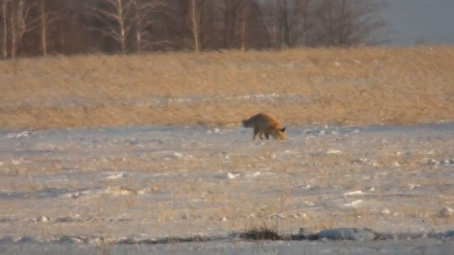 Лисички-сестрички, зайки-попрыгайки и гончии русские и пегии. P.S. + моё новое хобби "голуби". смотреть онлайн