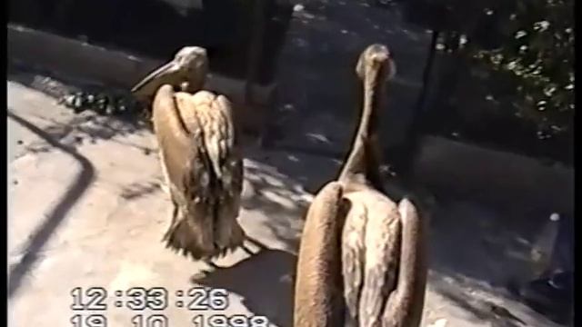 Пеликаны. смотреть онлайн