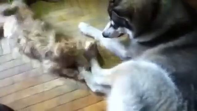 Хаски и МейнКун) смотреть онлайн