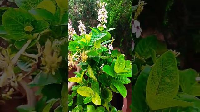 Pseuderanthemum Plant смотреть онлайн