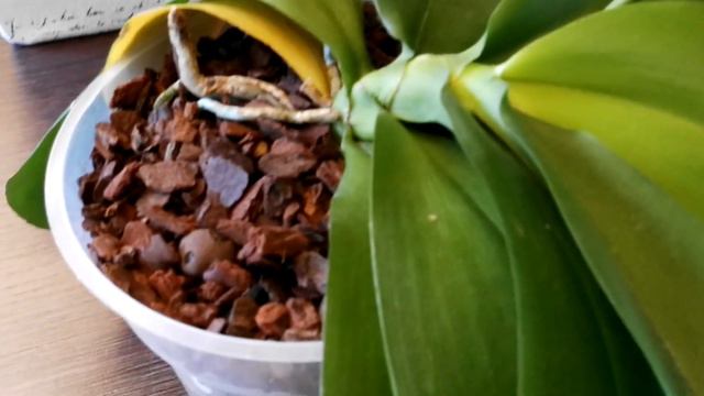 Ορχιδέα Phalaenopsis Liodoro. Διάσωση смотреть онлайн