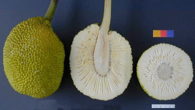 Хлебное дерево смотреть онлайн