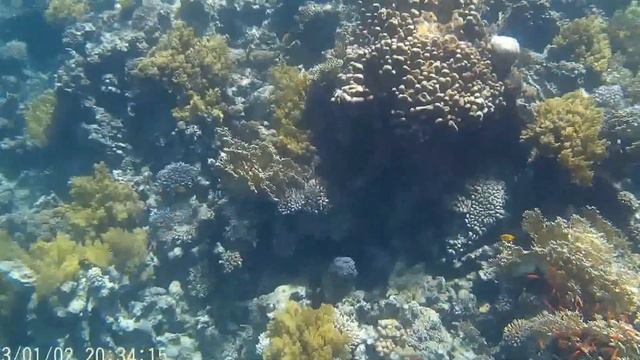 Snorkel en el Mar Rojo 1/2 смотреть онлайн