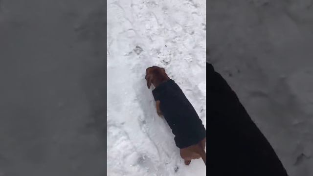 Такса Лола 2,5 года. Зима смотреть онлайн