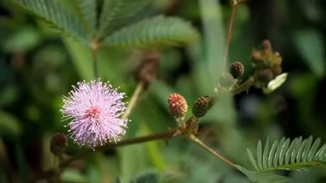 10 Most Strangest Plants in the World смотреть онлайн