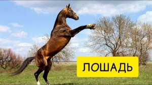 К чему снится ЛОШАДЬ. Ехать ВО СНЕ на лошади. Толкование сна