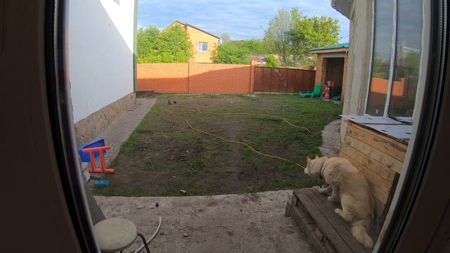 ХАСКИ на ОХОТЕ за ГОЛУБЯМИ