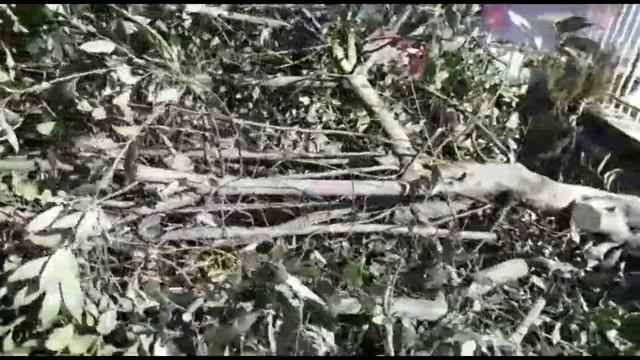 Дерево лаврового листа-удаление. смотреть онлайн