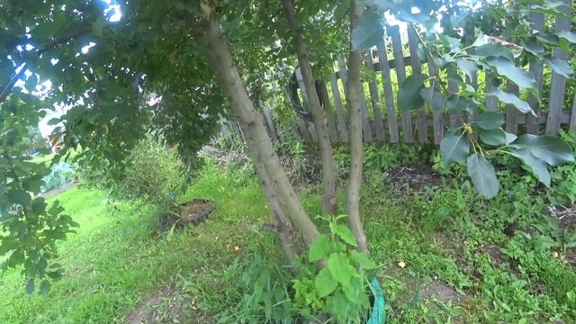 Сад огород цветы Июль смотреть онлайн