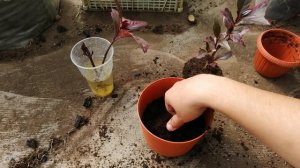 Псевдерантемум темно-багряный: пересадка + подсаживаю укорененные черенки