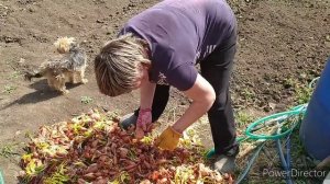 Огород Лук сорокозубка  на Кубани 11.04.2020г.