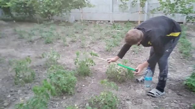 Боремся с вредителями. Тля хотела сожрать наши помидоры. смотреть онлайн
