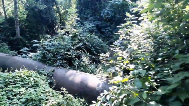 Прекрасный солнечный день в Абхазии. Джунгли зовут. Пляж. Цитрусовый совхоз смотреть онлайн