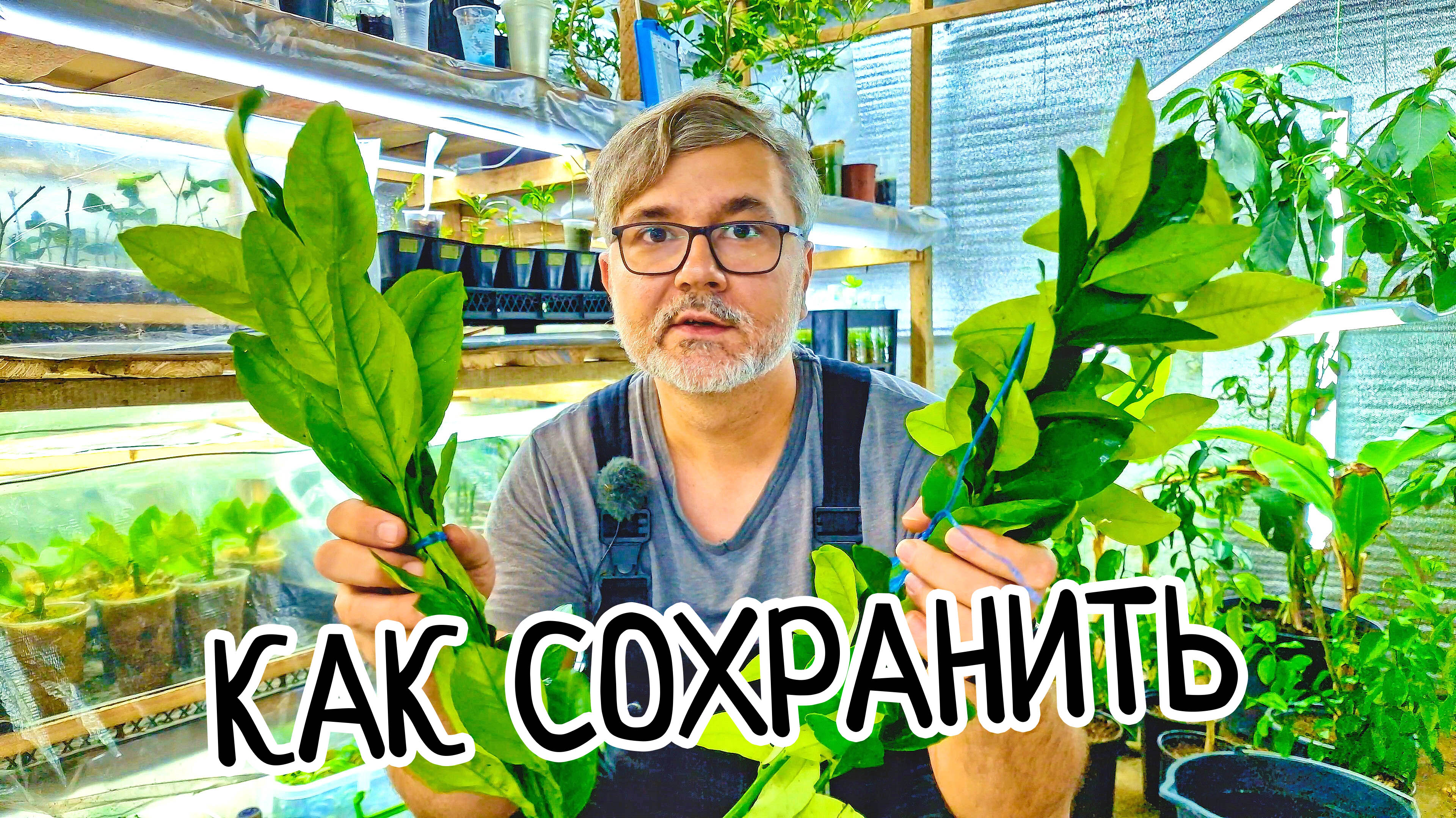 Как сохранить ЖИВЫМИ черенки лимона для прививки или укоренения? Как привезти из далеких стран! смотреть онлайн