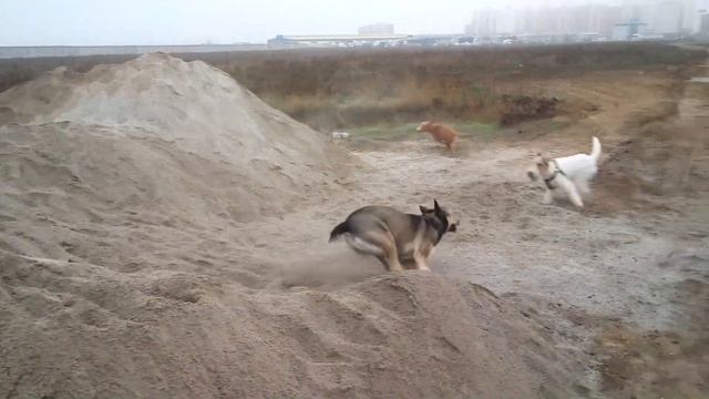 Жесткошерстный фокстерьер и остальные. Серия 89. смотреть онлайн