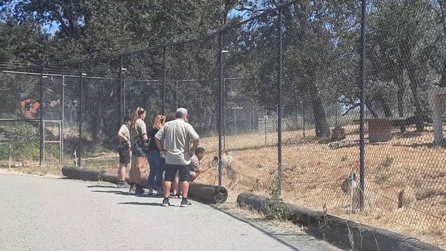 Kak Американцы кормят лева??