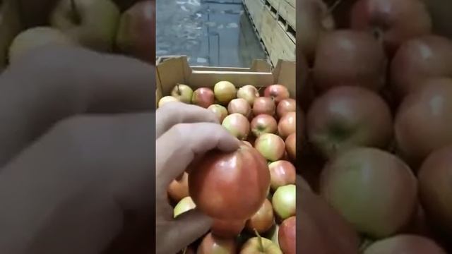 Внимание! Мы начали продажи яблока из сада Кубань Тимашевск сорт Гала +79284244490 ЮгИмпорт Марченк смотреть онлайн