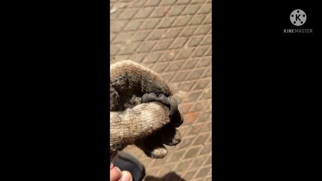 Замена заднего ступичного РХ330, Ревизия супортов! смотреть онлайн