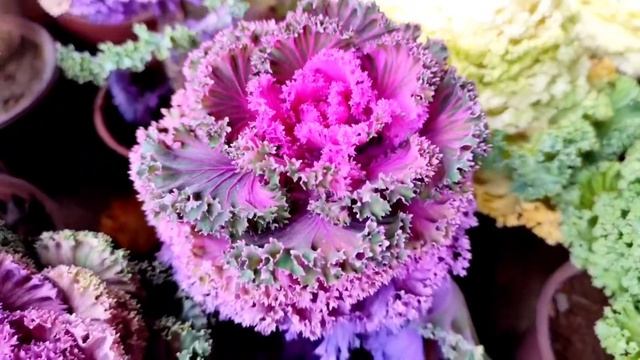 Ornamental cabbage Brassica oleracea All in this video смотреть онлайн