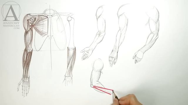 Anatomy Of The Arm - Anatomy Master Class