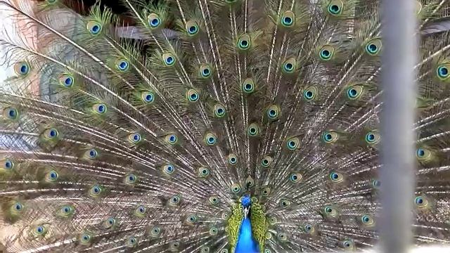 Павлиний хвост смотреть онлайн