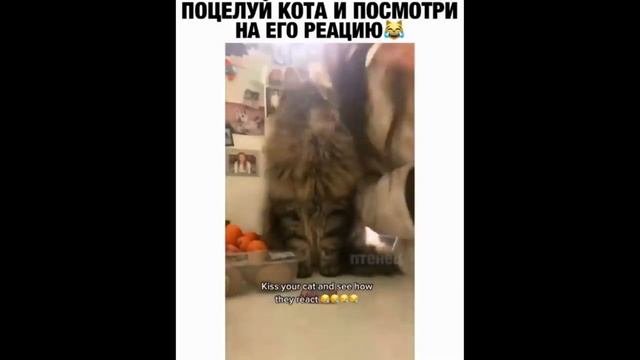 НОВАЯ МОДЕЛЬ ГИРОСКУТЕРА, ПОДБОРКА ПРИКОЛОВ #1 смотреть онлайн
