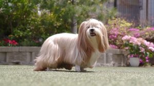 Пекинес - что нужно знать о породе