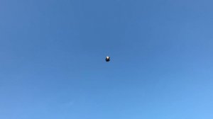 Полет николаевских торцовых голубей