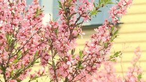 Миндаль в России это РЕАЛЬНО!!! Саженцы со скидкой!