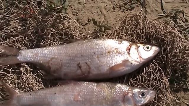 Рыбец смотреть онлайн