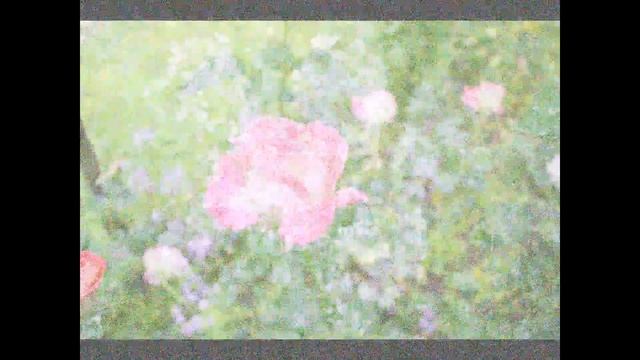 Наши розы в саду, в деревне! смотреть онлайн