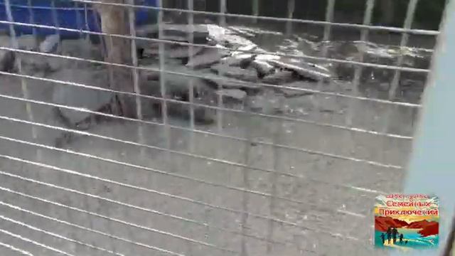 Контактный зоопарк г.Челябинск смотреть онлайн