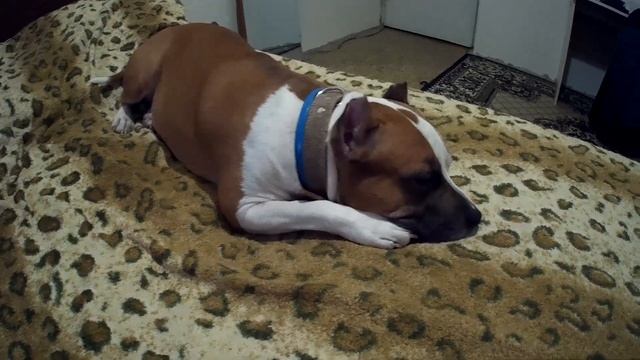 СТОИТ ЛИ ЗАВОДИТЬ СТАФФОРДА В КАЧЕСТВЕ ПЕРВОЙ СОБАКИ?! смотреть онлайн