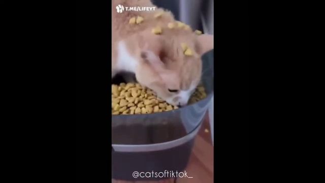 УТРО НАЧИНАЕТ НЕ С КОФЕ А С КОРМЛЕНИЯ КОТА ? смотреть онлайн