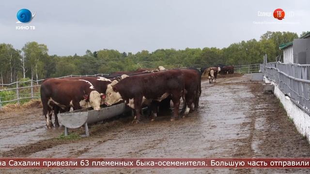 29.09.2020 На Сахалин из Алтая привезли 63 племенных быка смотреть онлайн