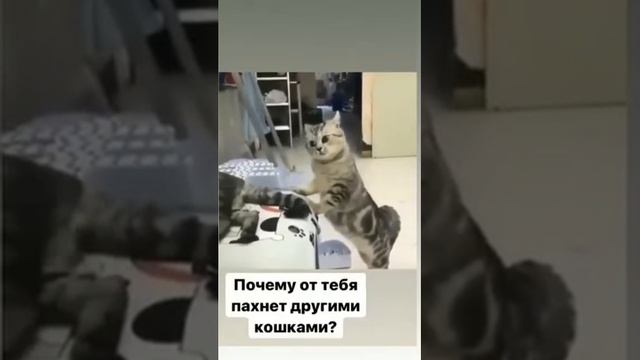почему от тебя пахнет пахнет другими кошками? смотреть онлайн